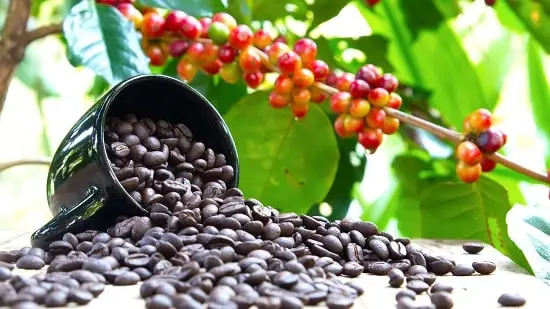 Largest-Coffee-Producing-State-in-India