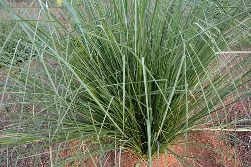 Darbha Grass