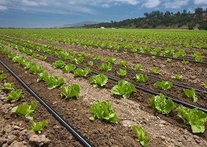 Drip Irrigation Helps in Farming