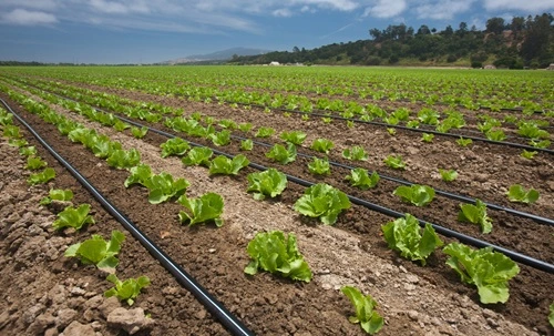 Drip Irrigation Helps in Farming