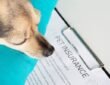 Pet Insurance